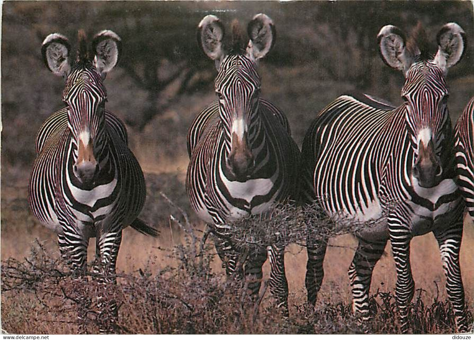 Animaux - Zèbres - Kenya - Parc National De Samburu - Zèbres De Grévy - CPM - Carte Neuve - Voir Scans Recto-Verso - Zebre