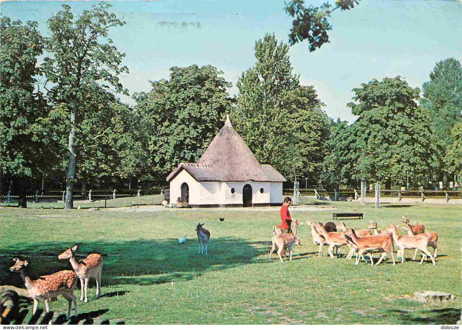 Animaux - Cervidés - Pays Bas - Nederland - Bergen N.H. - Hertenkamp - Daims - Zoo - CPM - Voir Scans Recto-Verso - Autres & Non Classés