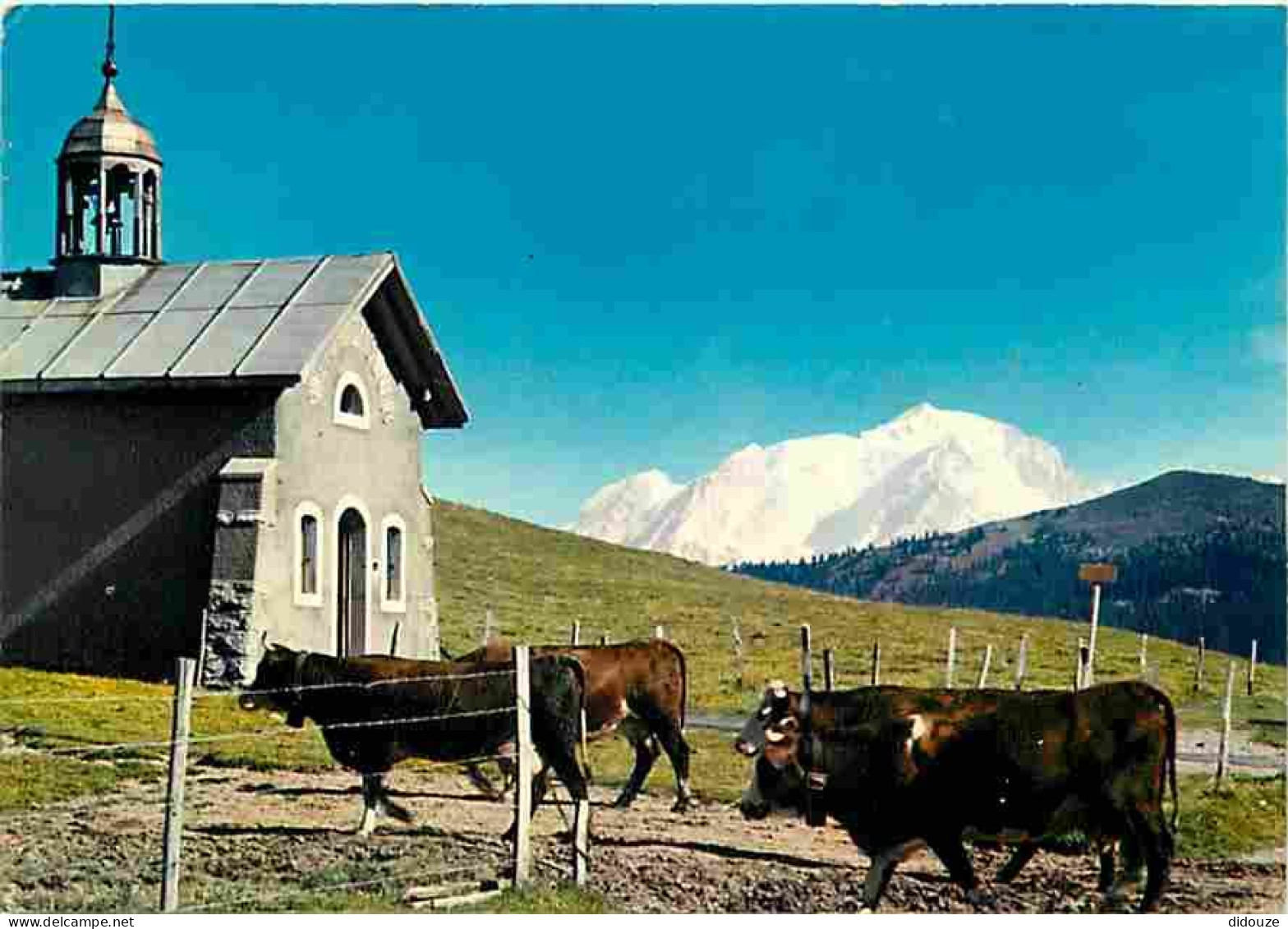 Animaux - Vaches - Col Des Aravis - La Chapelle Du Col - Au Fond Le Mont Blanc - Montagnes - Flamme Postale - CPM - Voir - Cows