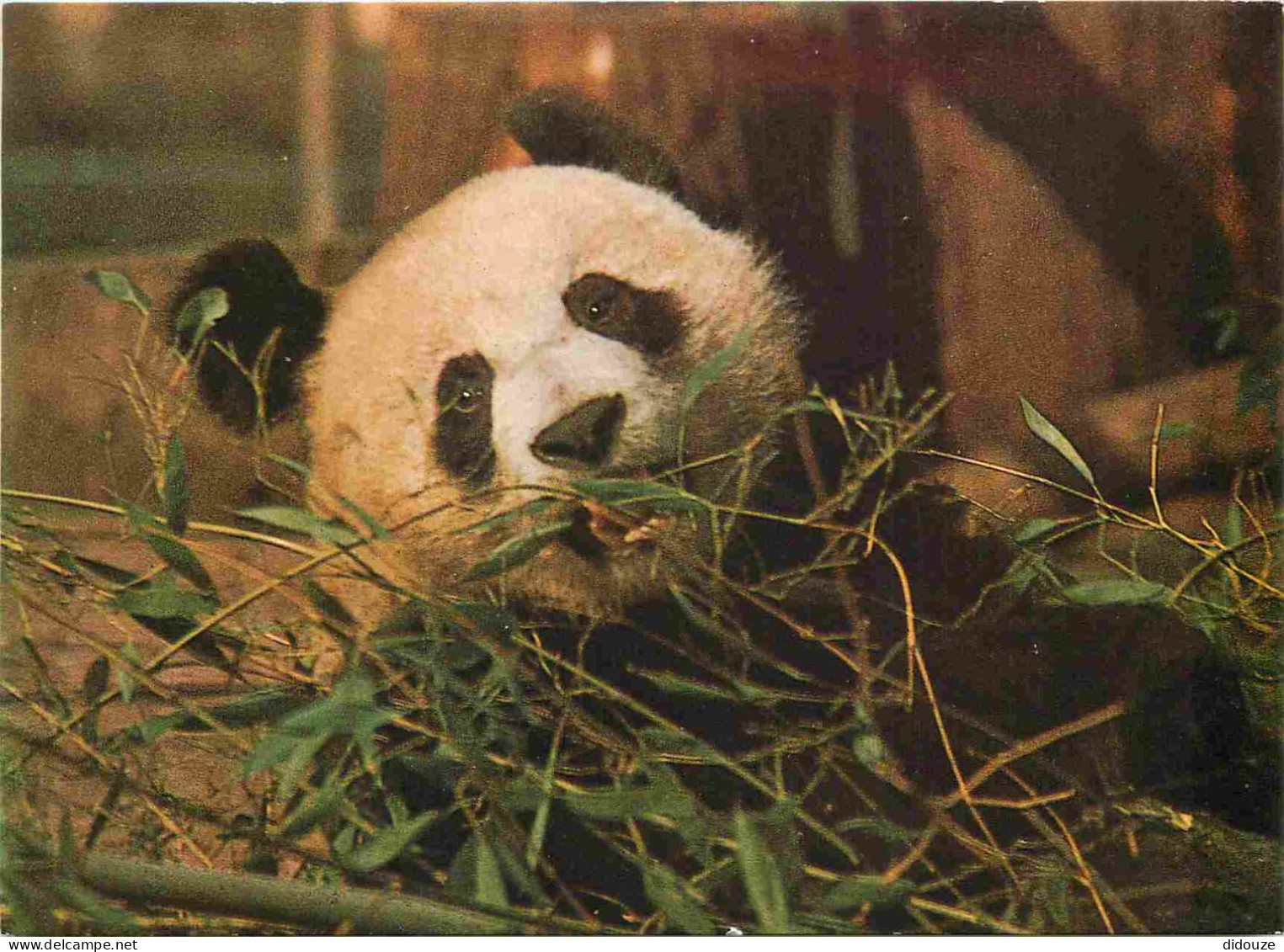 Animaux - Panda - Generargues - Bambuseraie De Prafrance - Un Grand Amateur De Bambous : Le Panda - CPM - Carte Neuve -  - Altri & Non Classificati