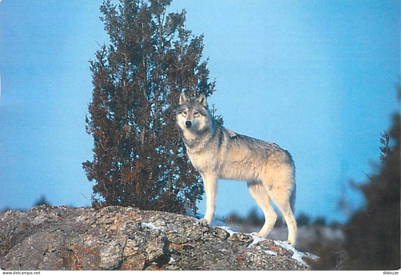 Animaux - Loups - Carte Japonnaise - Wolf - Lobo - CPM - Carte Neuve - Voir Scans Recto-Verso - Altri & Non Classificati