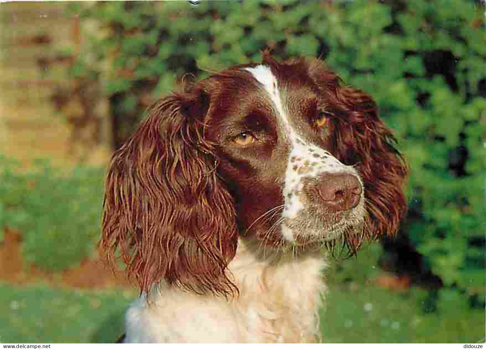 Animaux - Chiens - Springer - CPM - Voir Scans Recto-Verso - Cani