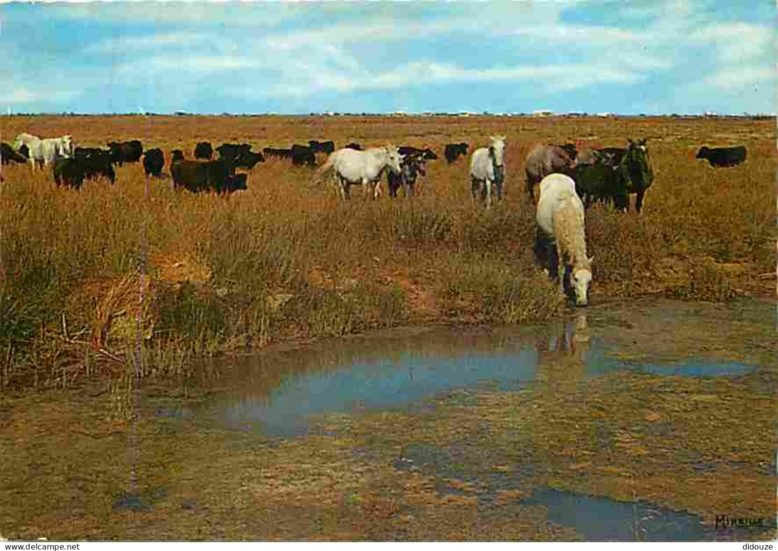 Animaux - Chevaux - Camargue - Chevaux Sauvages Et Taureaux De Combat En Liberté - CPM - Voir Scans Recto-Verso - Chevaux