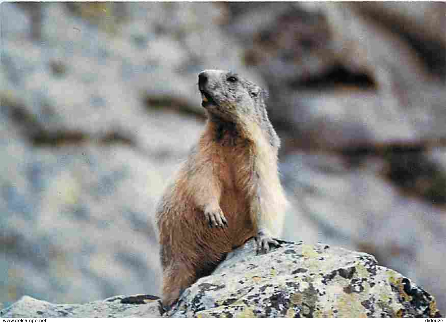 Animaux - Marmottes - CPM - Voir Scans Recto-Verso - Altri & Non Classificati