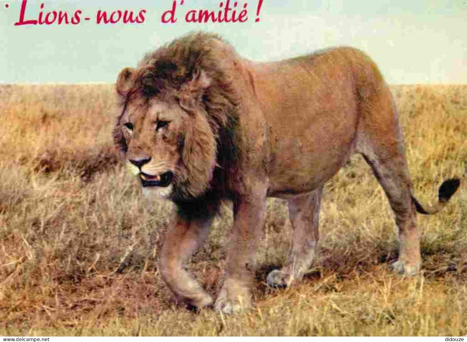 Animaux - Fauves - Lion - CPM - Voir Scans Recto-Verso - Lions