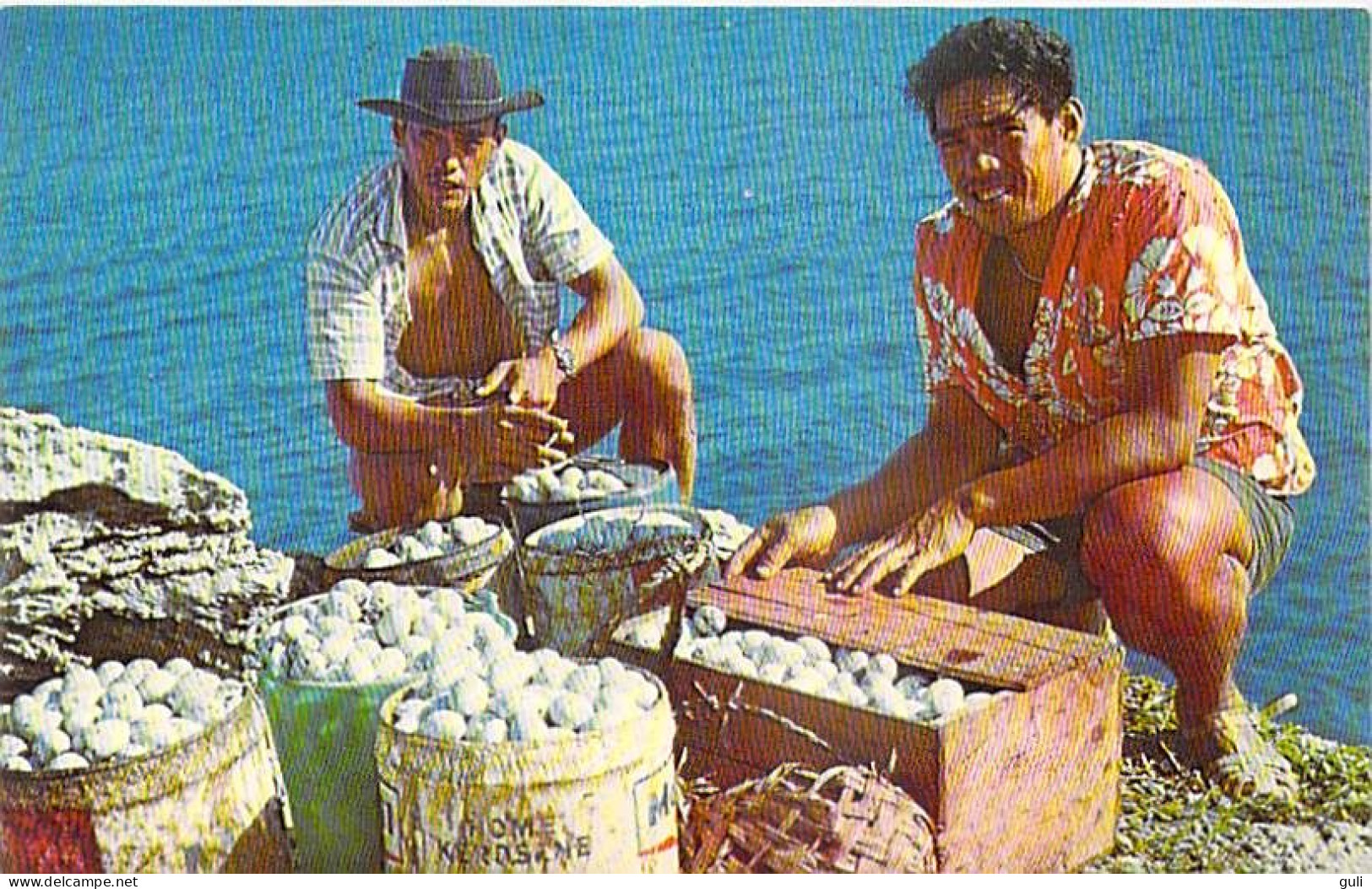 Polynésie Française Récolte Des Oeufs De KAVEKA Sur L'ile De UA-KUKA  Photo  Sounam Papeete Tahiti C24135 *PRIX  FIXE - Polynésie Française