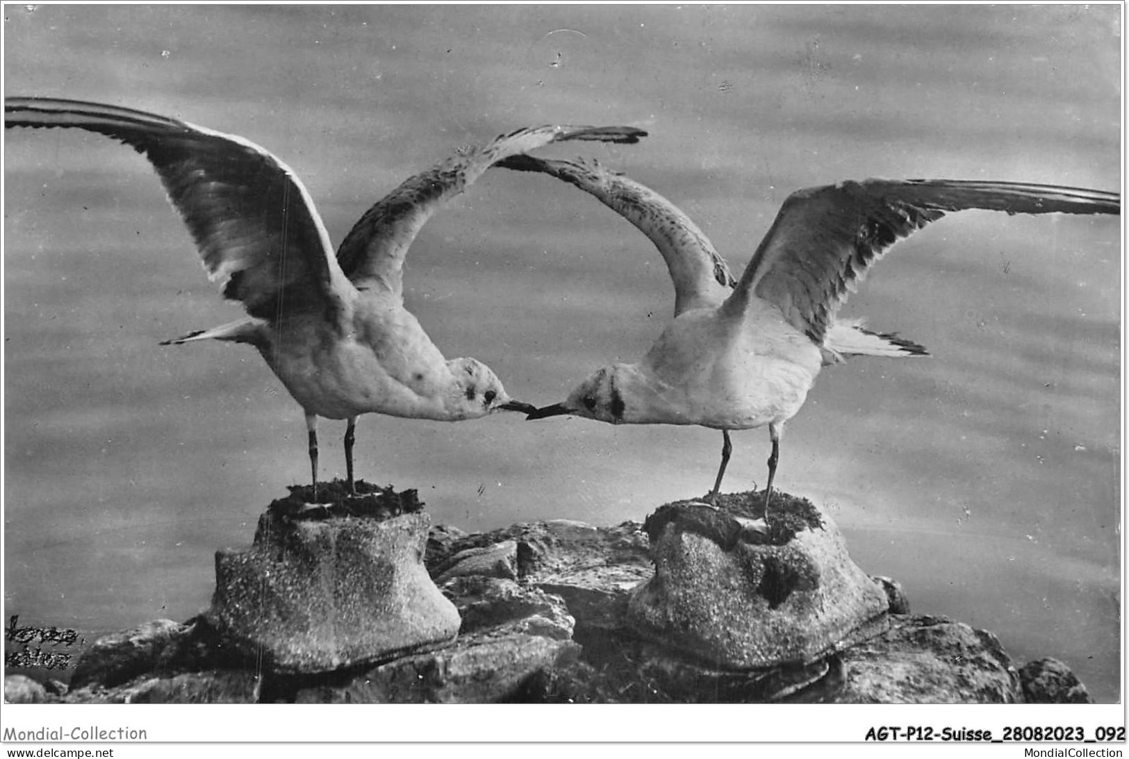 AGTP12-0915-SUISSE - LEMAN - Les Mouettes  - Lago Lemano