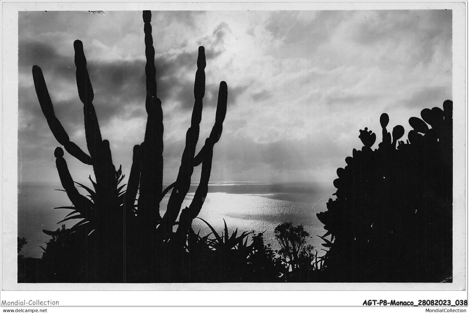 AGTP8-0564-MONACO- Jardin Exotique De Monaco , Effet De Lumière  - Exotic Garden