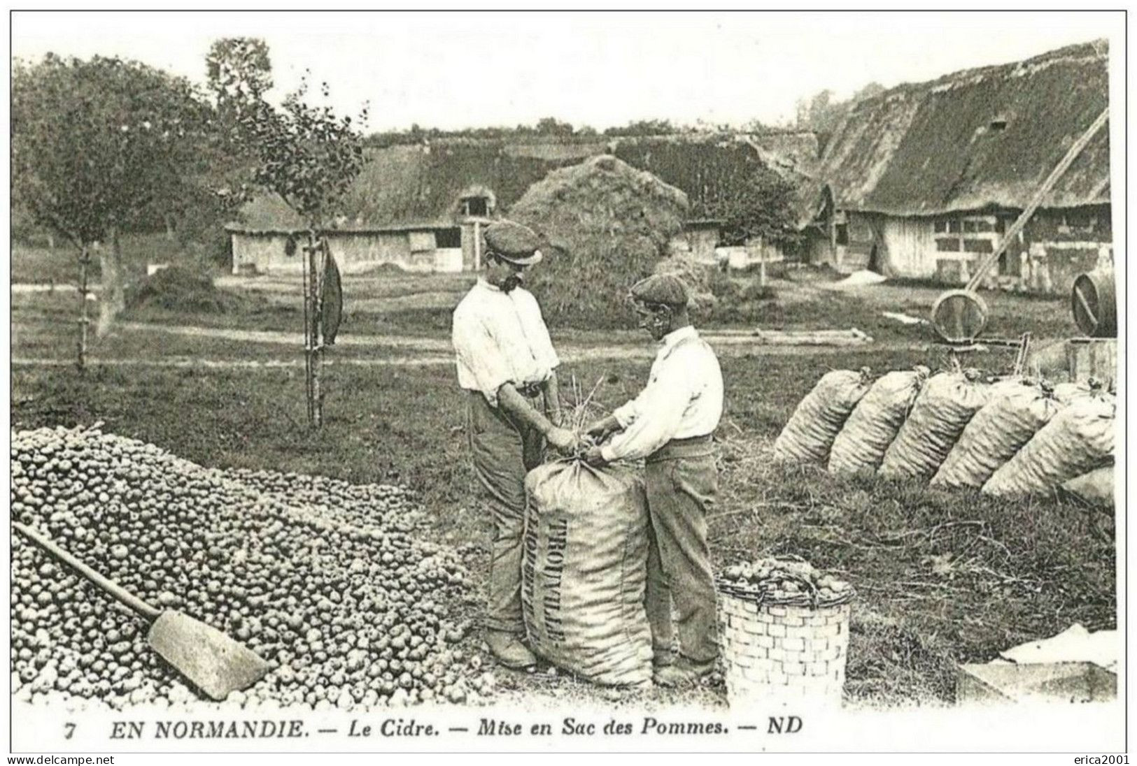 Trouville. La Mise En Sacs Des Pommes Pour La Préparation Du Cidre D'une Fabrique De Trouville. - Trouville