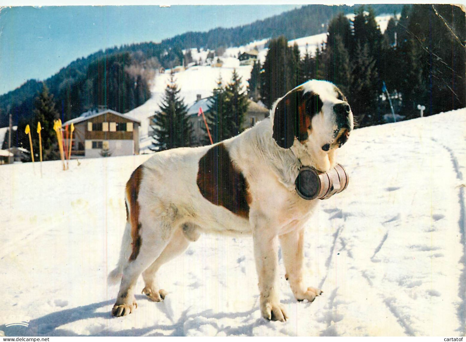 KOKO . LE SAINT-BERNARD DES NEIGES - Andere & Zonder Classificatie