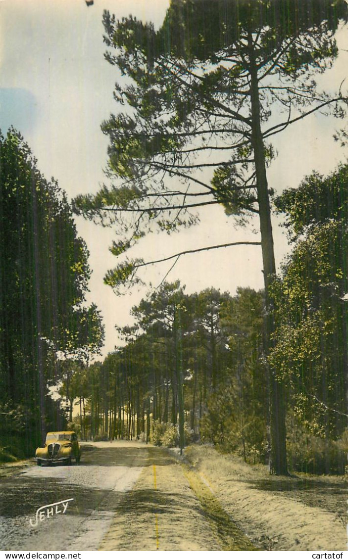 SAINT JEAN DE MONTS . Avenue Forestière - Saint Jean De Monts