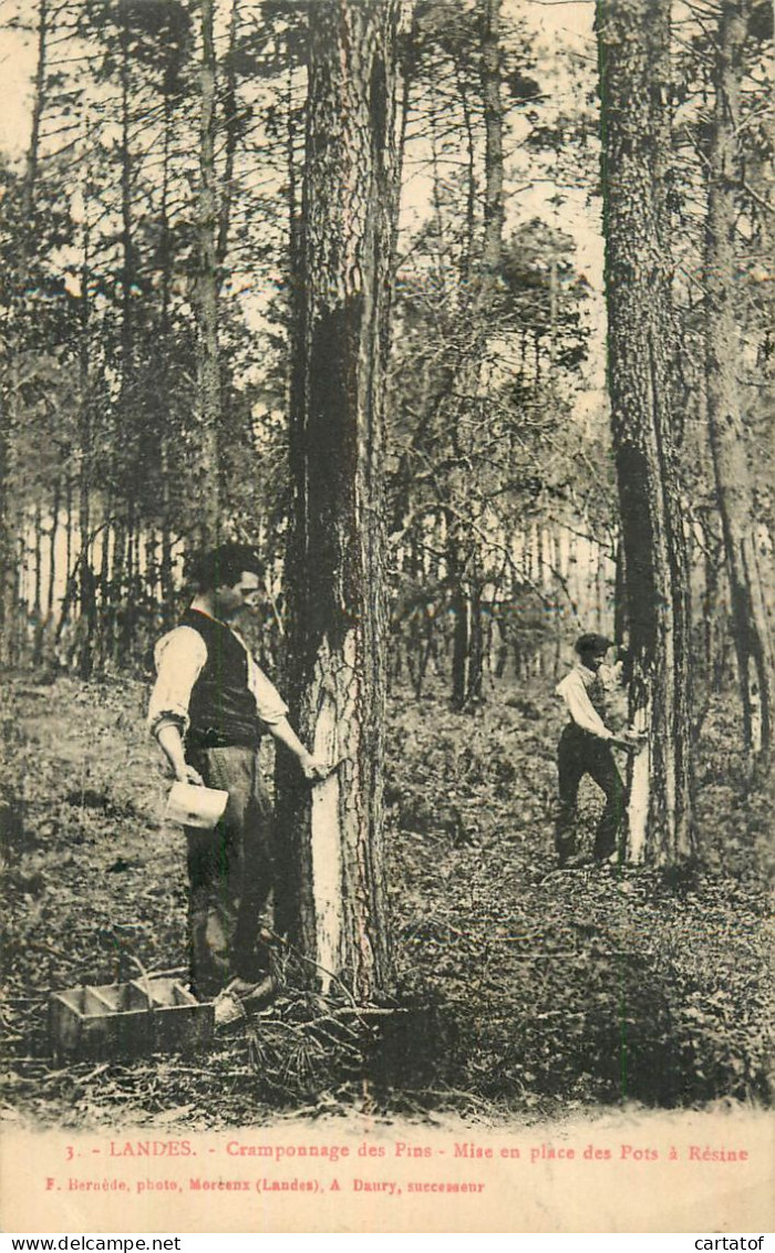 LANDES . Cramponnage Des Pins . Mise En Place Des Pots . CPA Animée  - Andere & Zonder Classificatie