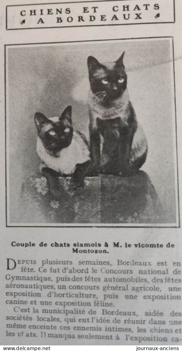 1905 EXPOSITION FÉLINE ET CANINE À BORDEAUX - LA VIE AU GRAND AIR - Sonstige & Ohne Zuordnung