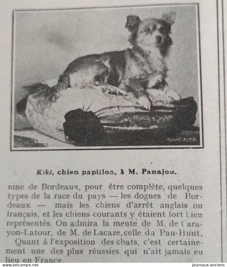 1905 EXPOSITION FÉLINE ET CANINE À BORDEAUX - LA VIE AU GRAND AIR - Andere & Zonder Classificatie