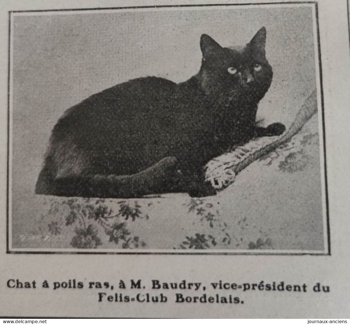 1905 EXPOSITION FÉLINE ET CANINE À BORDEAUX - LA VIE AU GRAND AIR - Other & Unclassified