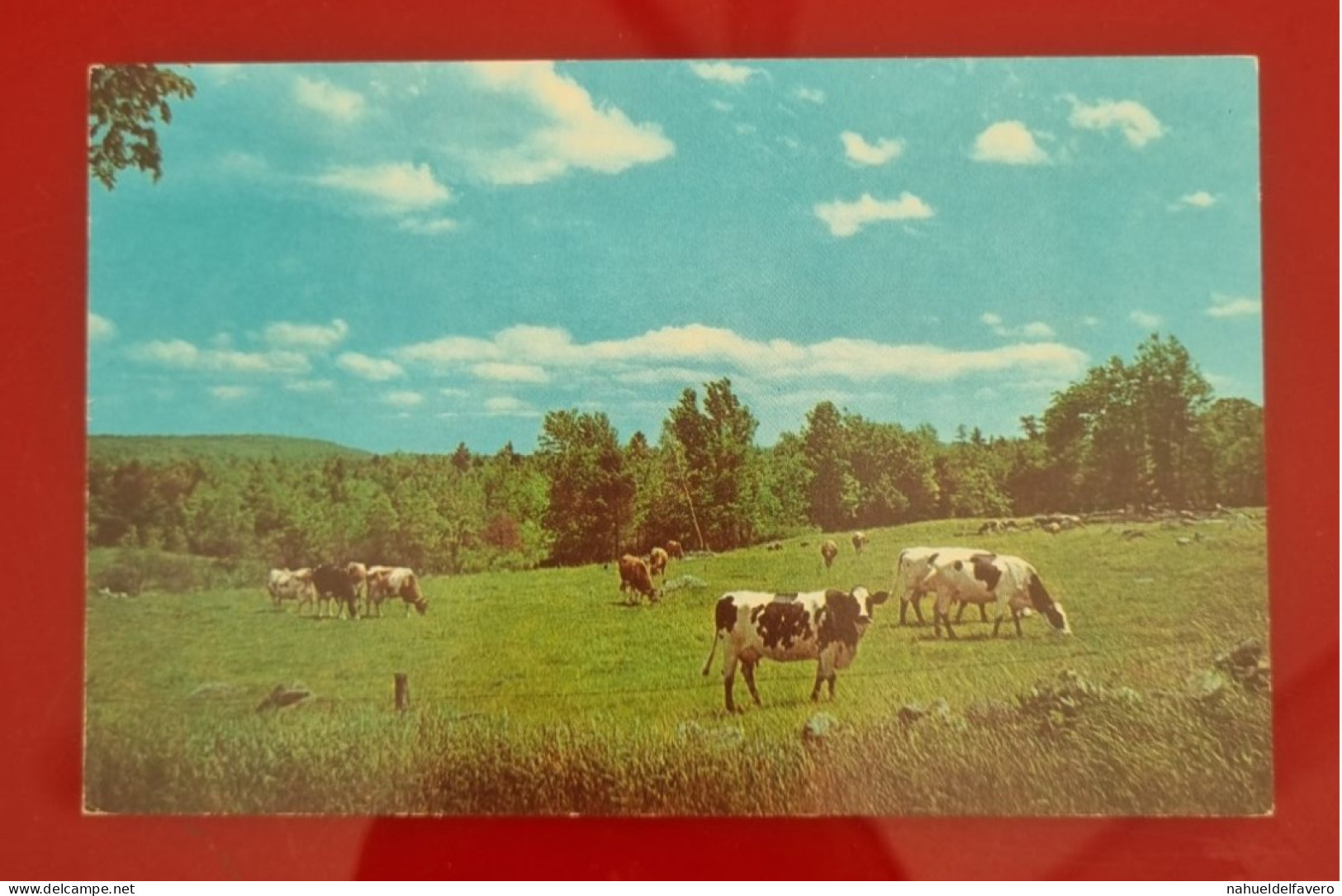 Uncirculated Postcard - USA - NY, NEW YORK - GREETINGS FROM ROSCOE - Altri & Non Classificati