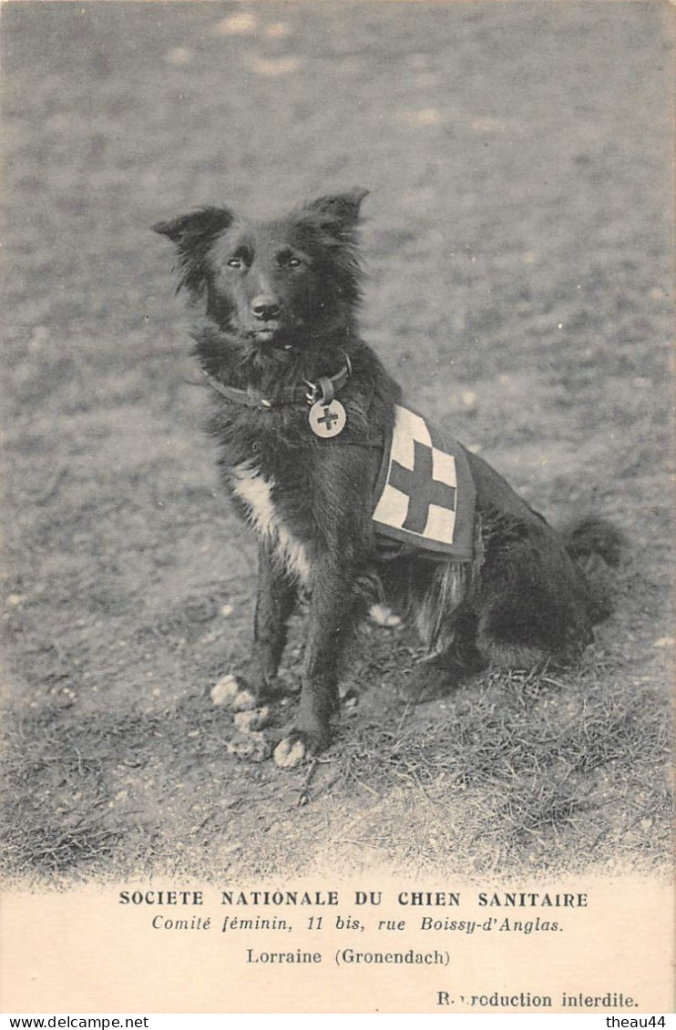 Guerre 1914-18  -  Société Nationale Du Chien Sanitaire  - La Chienne " Lorraine " Gronendach  -  Croix Rouge - Oorlog 1914-18