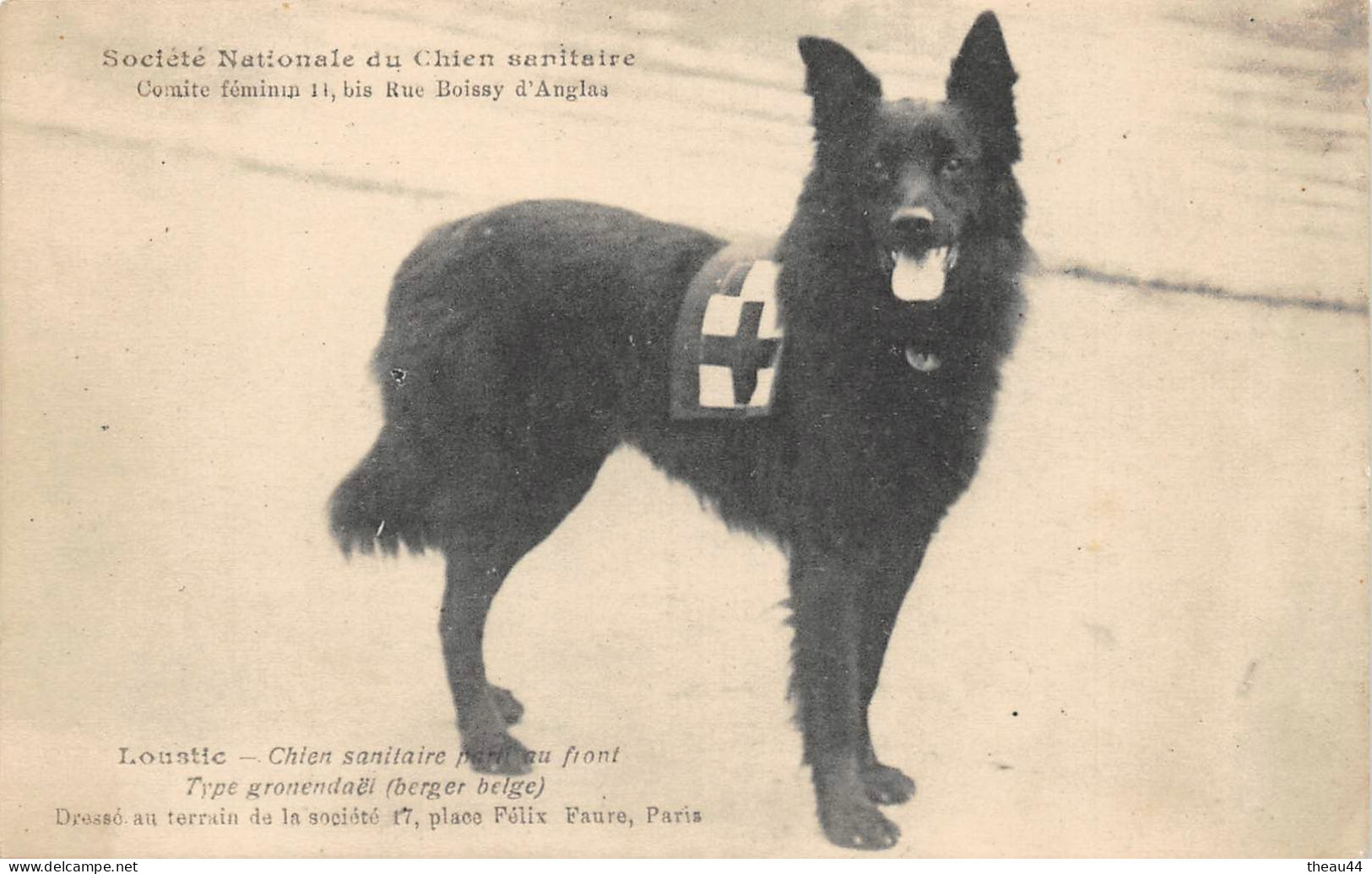 Guerre 1914-18  -  Société Nationale Du Chien Sanitaire  - La Chien " LOUSTIC "  -  Croix Rouge - Guerre 1914-18