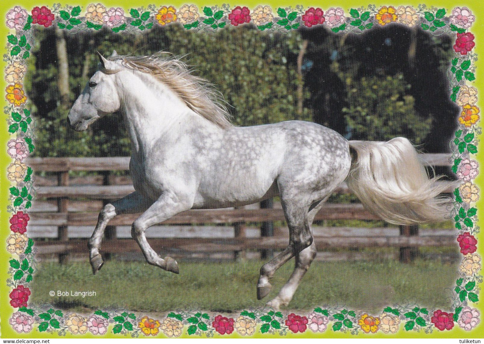 Horse - Cheval - Paard - Pferd - Cavallo - Cavalo - Caballo - Häst - Caballos
