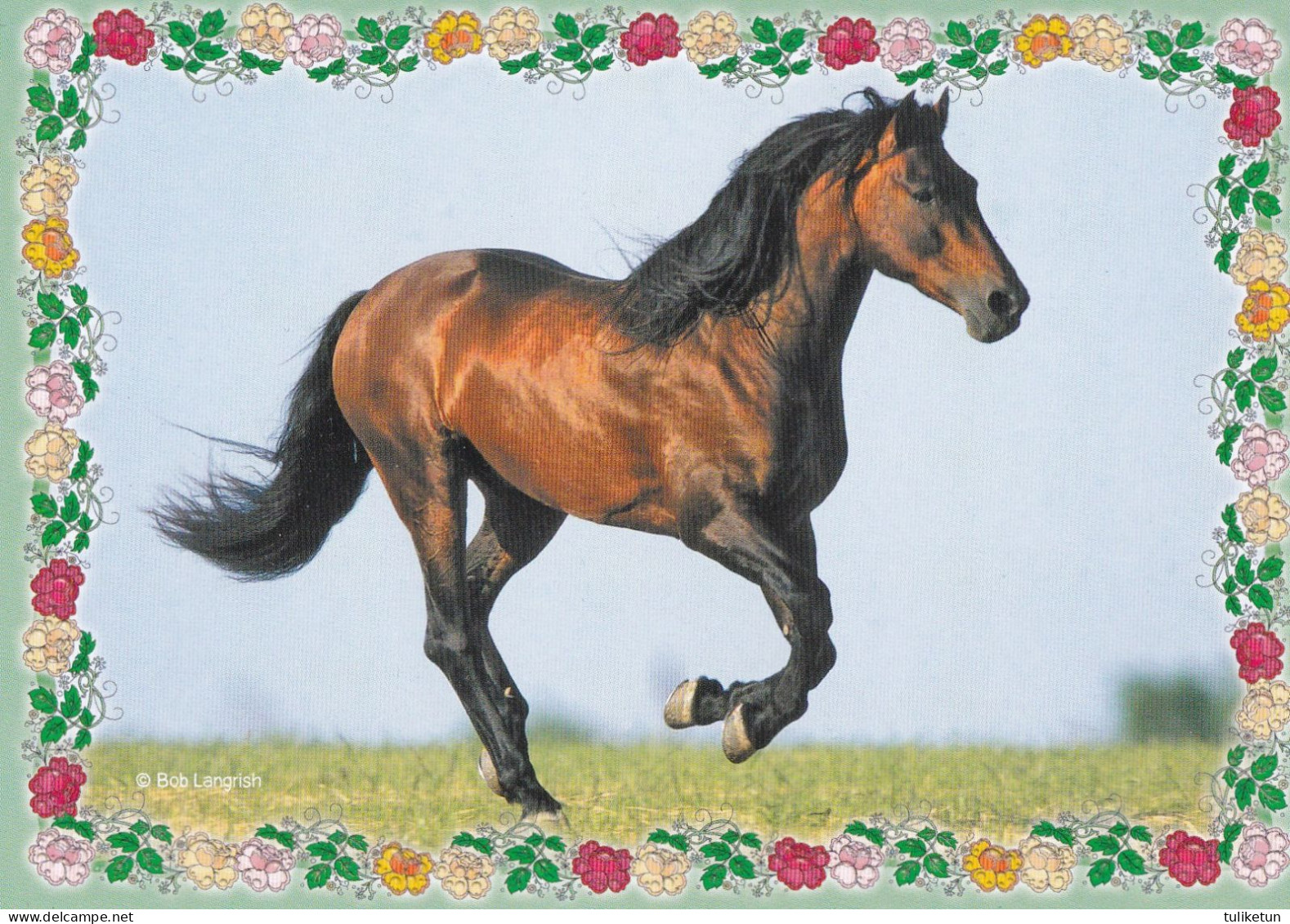 Horse - Cheval - Paard - Pferd - Cavallo - Cavalo - Caballo - Häst - Cavalli