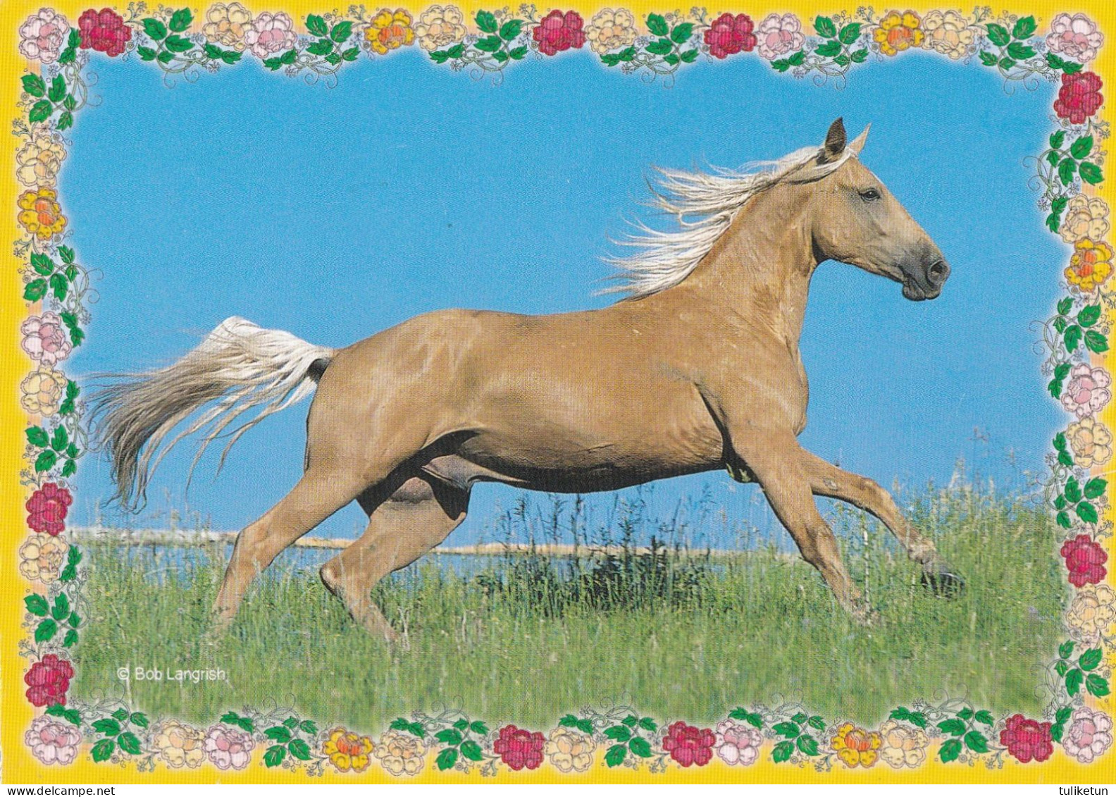 Horse - Cheval - Paard - Pferd - Cavallo - Cavalo - Caballo - Häst - Horses