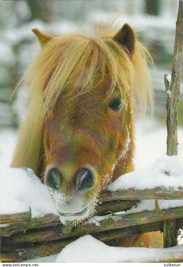 Horse - Cheval - Paard - Pferd - Cavallo - Cavalo - Caballo - Häst - Paletti - Double Card - Estonia - Chevaux