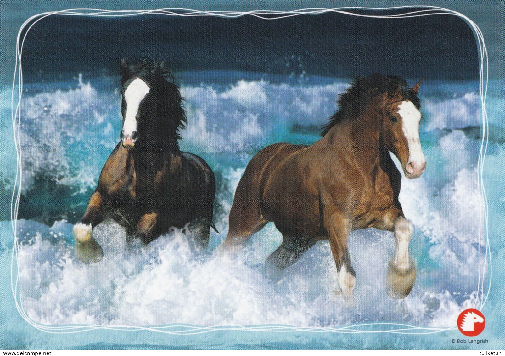 Horse - Cheval - Paard - Pferd - Cavallo - Cavalo - Caballo - Häst - Pollux - Chevaux