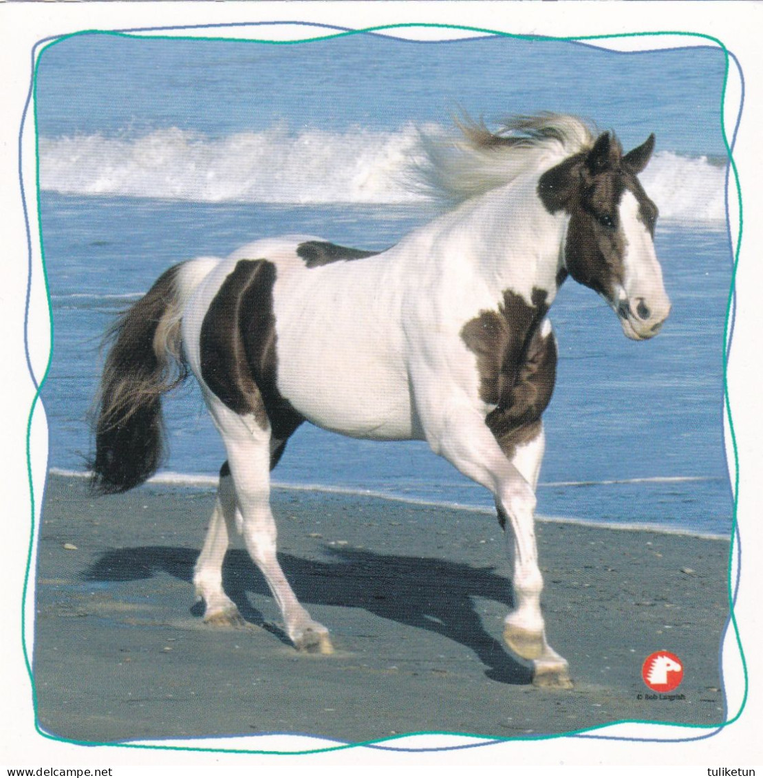 Horse - Cheval - Paard - Pferd - Cavallo - Cavalo - Caballo - Häst - Pollux - Horses