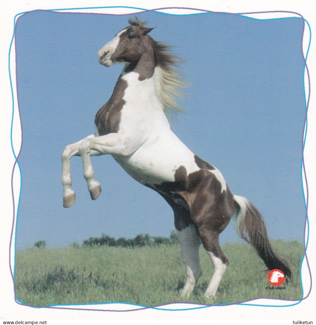 Horse - Cheval - Paard - Pferd - Cavallo - Cavalo - Caballo - Häst - Pollux - Paarden