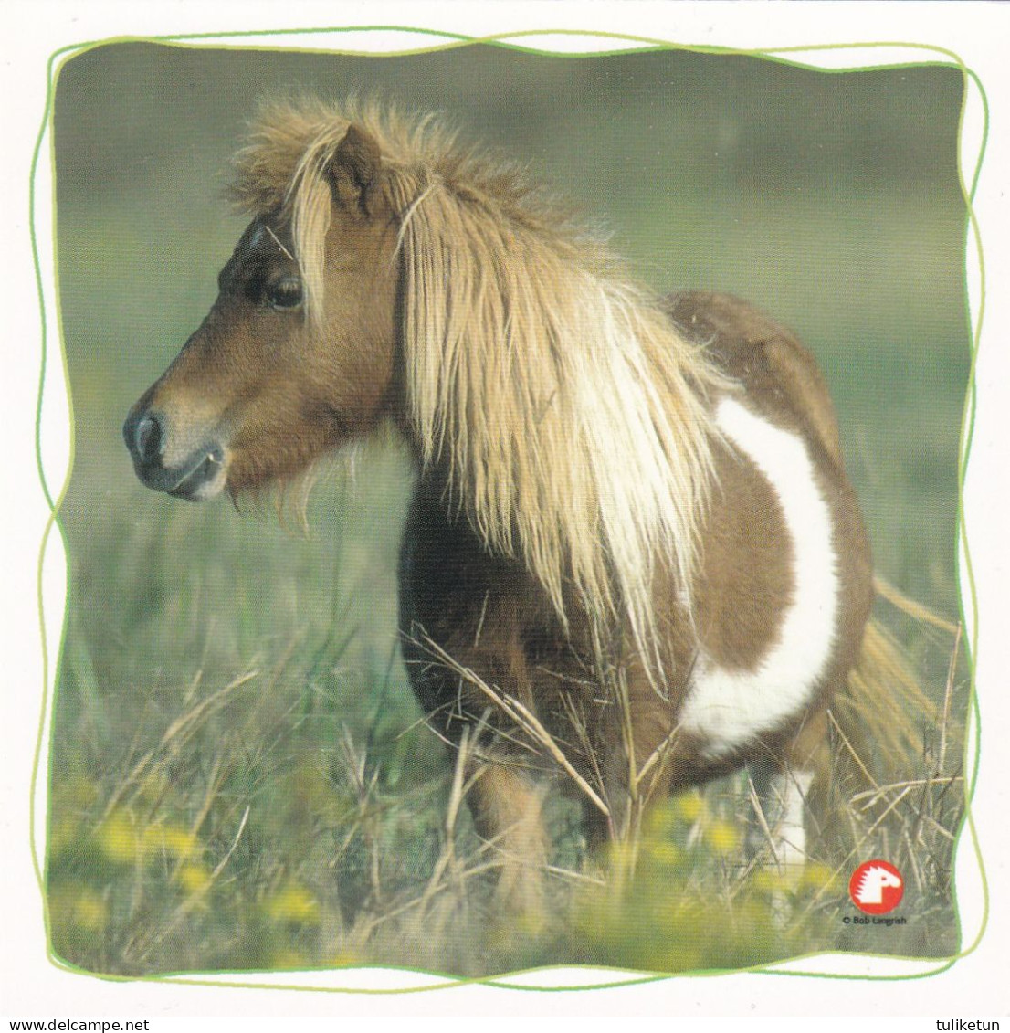 Horse - Cheval - Paard - Pferd - Cavallo - Cavalo - Caballo - Häst - Pollux - Horses