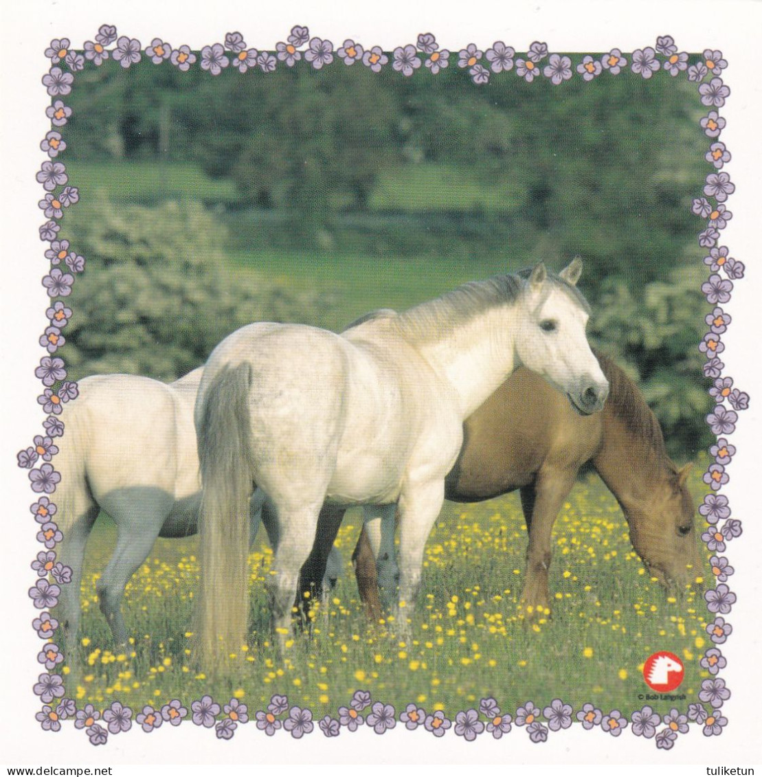 Horse - Cheval - Paard - Pferd - Cavallo - Cavalo - Caballo - Häst - Pollux - Paarden