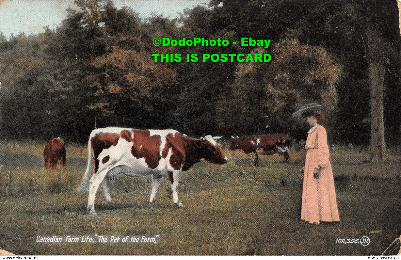 R358390 Canadian Farm Life. The Pet Of The Farm. Valentine. 1909 - World
