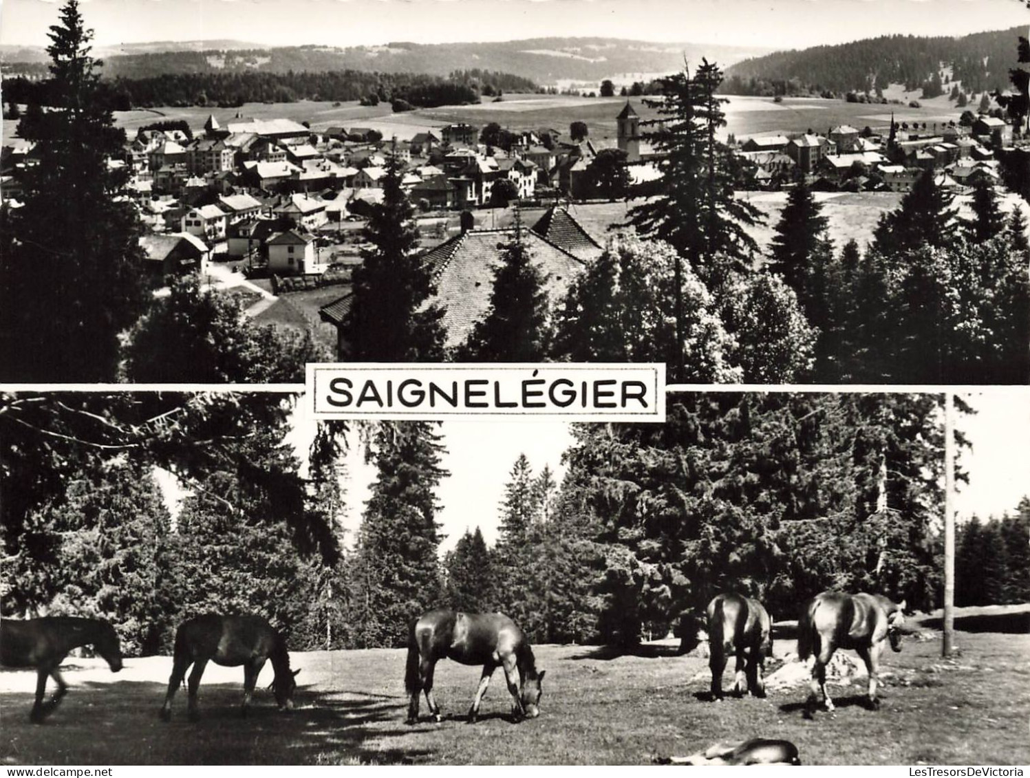 SUISSE - Saignelégier - Multi-vues - Vue Sur Une Une Partie De La Ville - Chevaux - Carte Postale - Saignelégier