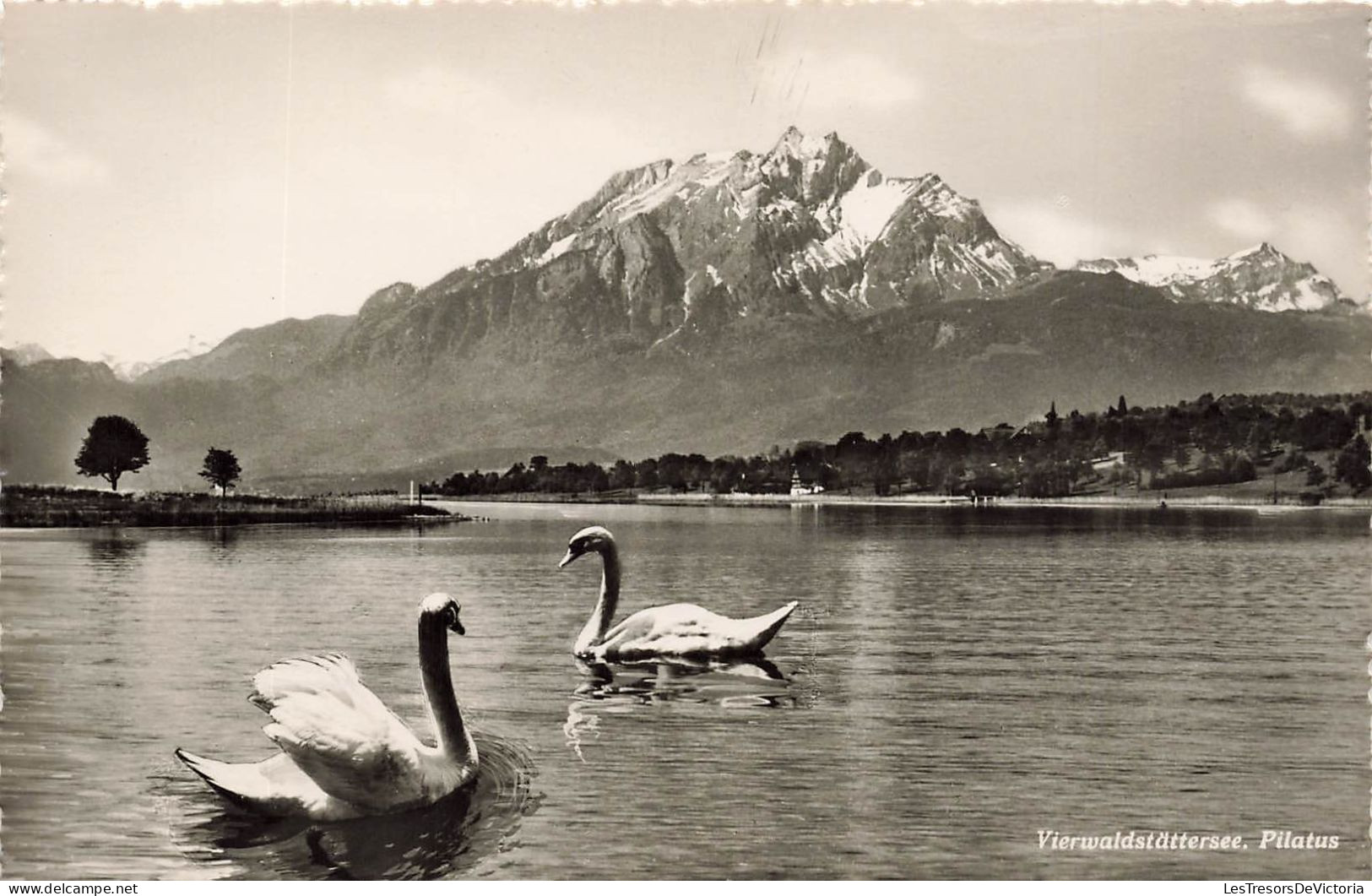 SUISSE - Vierwaldstattersee - Pilatus - Cygnes - Lac - Carte Postale - Andere & Zonder Classificatie