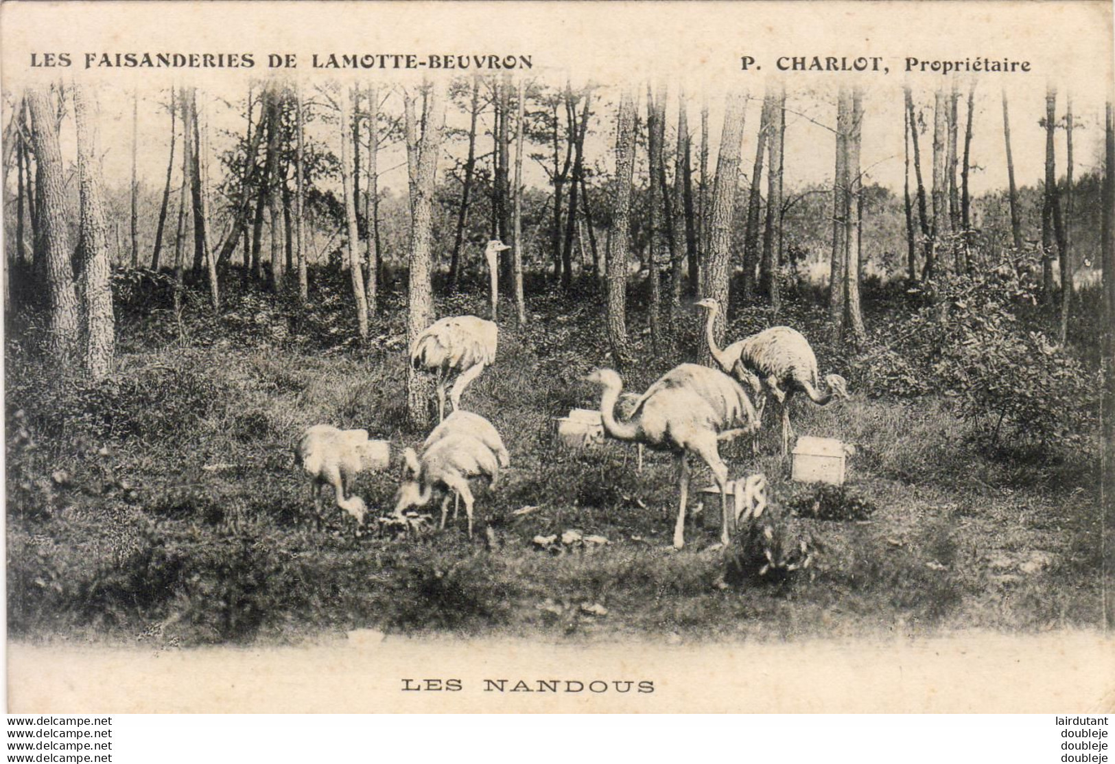 D41  Les Faisanderies De LAMOTTE BEUVRON  Les Nandous - Lamotte Beuvron