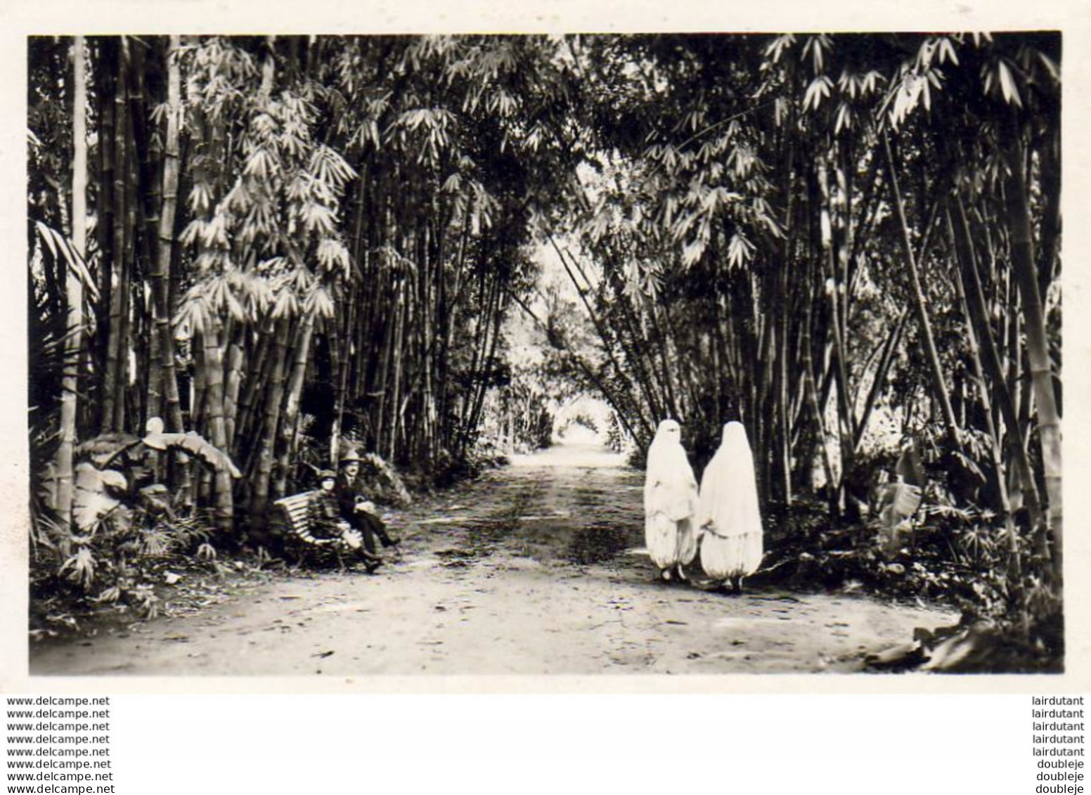 ALGERIE  ALGER   Allée Principale Du Jardin D' Essai  ..... - Algeri