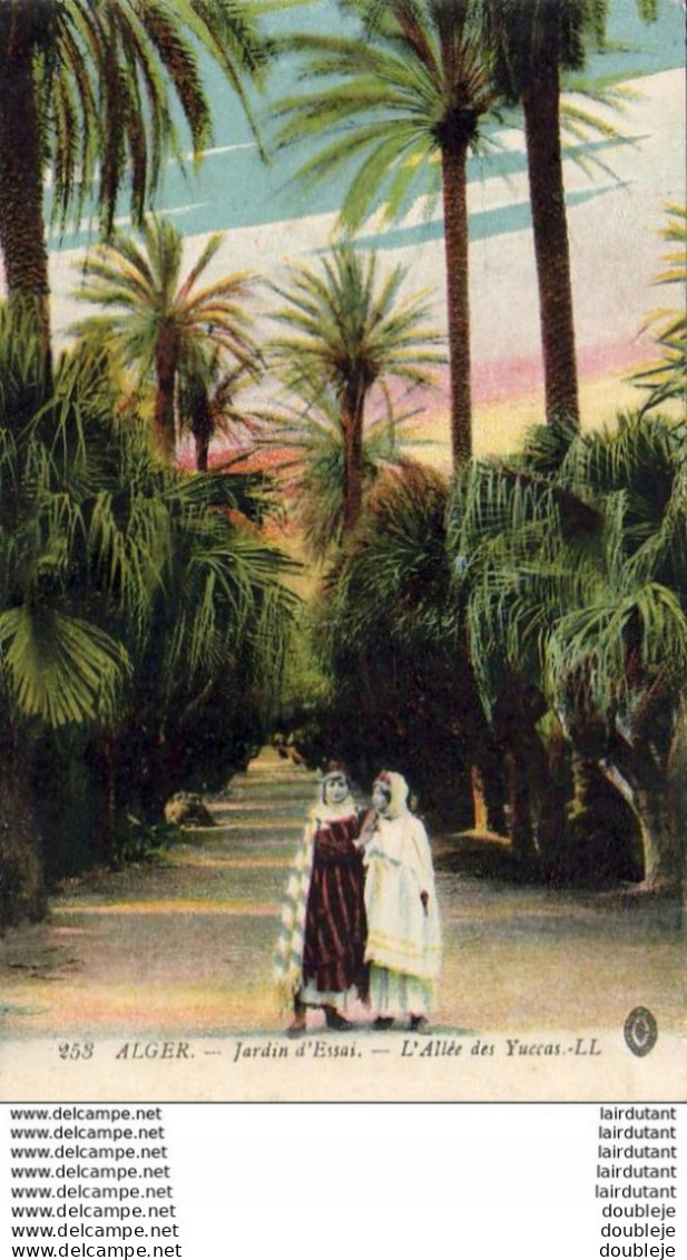 ALGERIE  ALGER   Jardin D' Essai- L' Allée Des Yuccas  ..... - Alger
