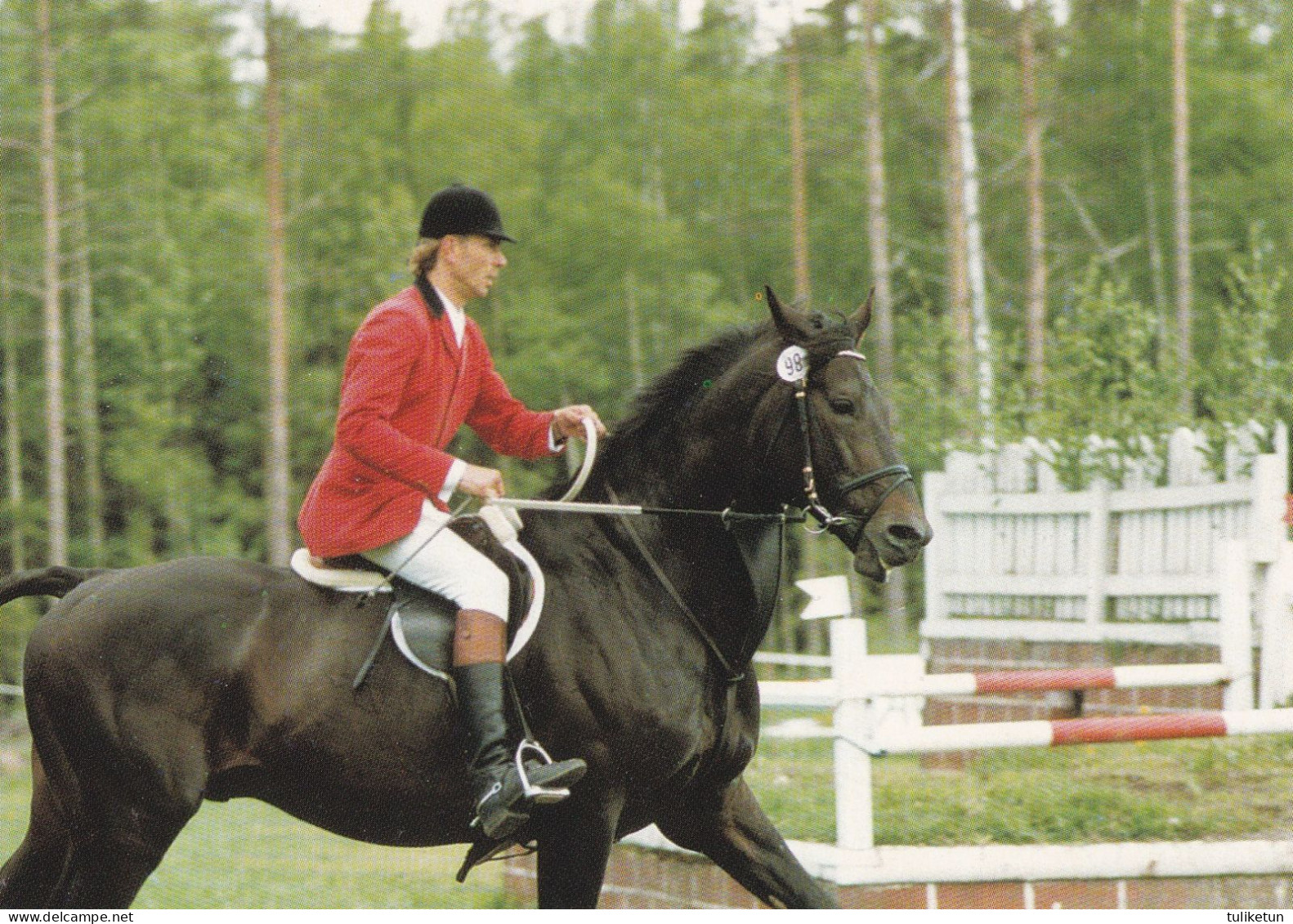 Horse - Cheval - Paard - Pferd - Cavallo - Cavalo - Caballo - Häst - Stallion Biolun 75 - Breeding Stallions - Paarden