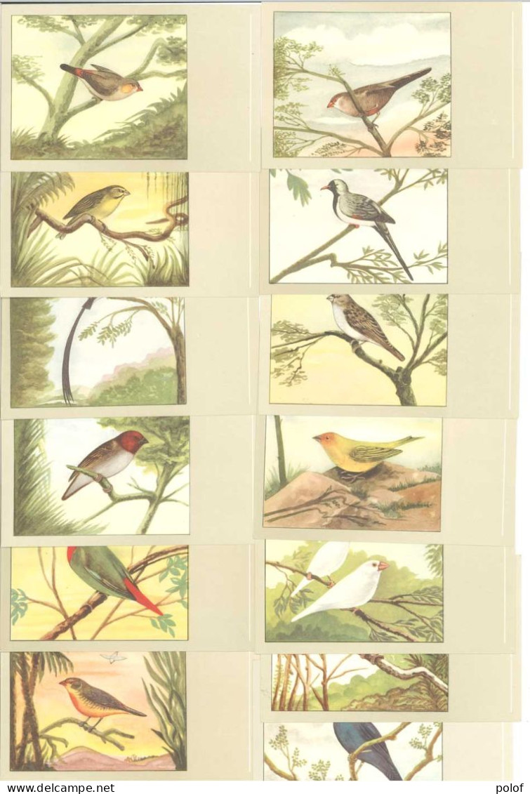 OISEAUX - Lot De 13 Cartes (125385) - Birds