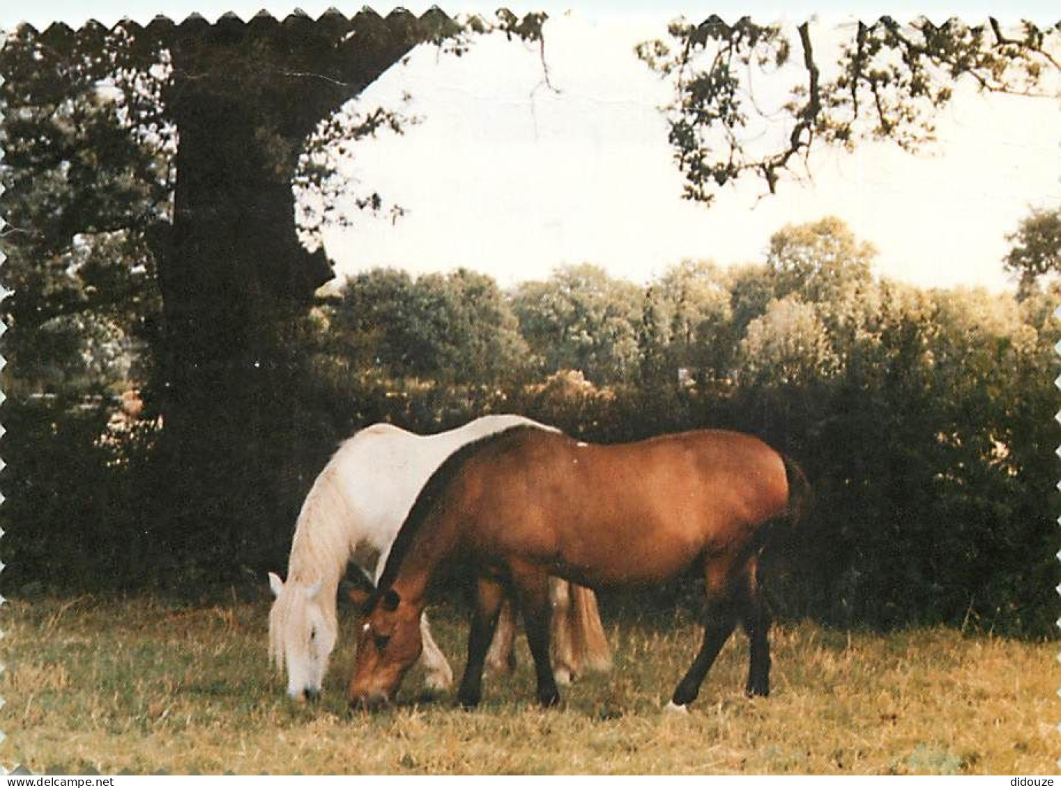 Format Spécial - 158 X 112 Mms - Animaux - Chevaux - Au Paturage - Frais Spécifique En Raison Du Format - CPM - Voir Sca - Horses