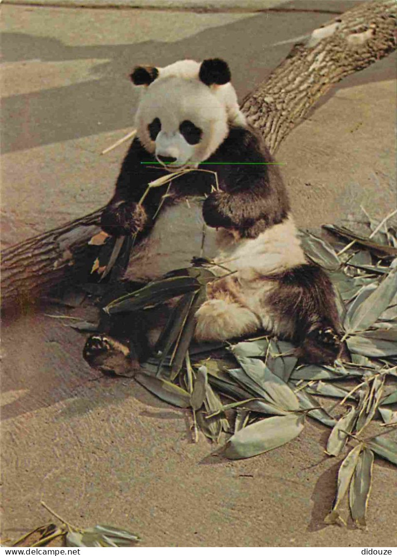 Animaux - Panda - Giant Panda - Confined To Mountain Forests Of South-West China And Tibet Feeds Mainly On Bamboo - CPM  - Other & Unclassified