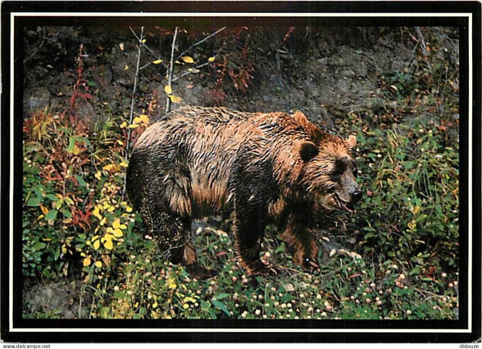 Animaux - Ours - Grizzly Bear - Bear - CPM - Carte Neuve - Voir Scans Recto-Verso - Ours