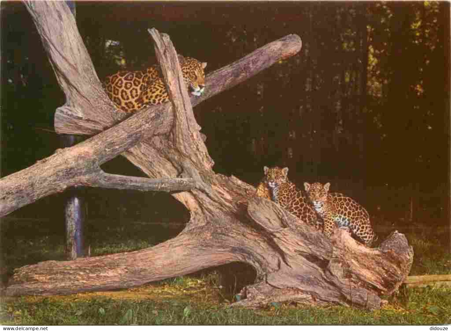 Animaux - Fauves - Jaguar - Réserve Africaine Du Château De Thoiry En Yvelines - Jaguars Et Leurs Petits Nés à Thoiry -  - Altri & Non Classificati