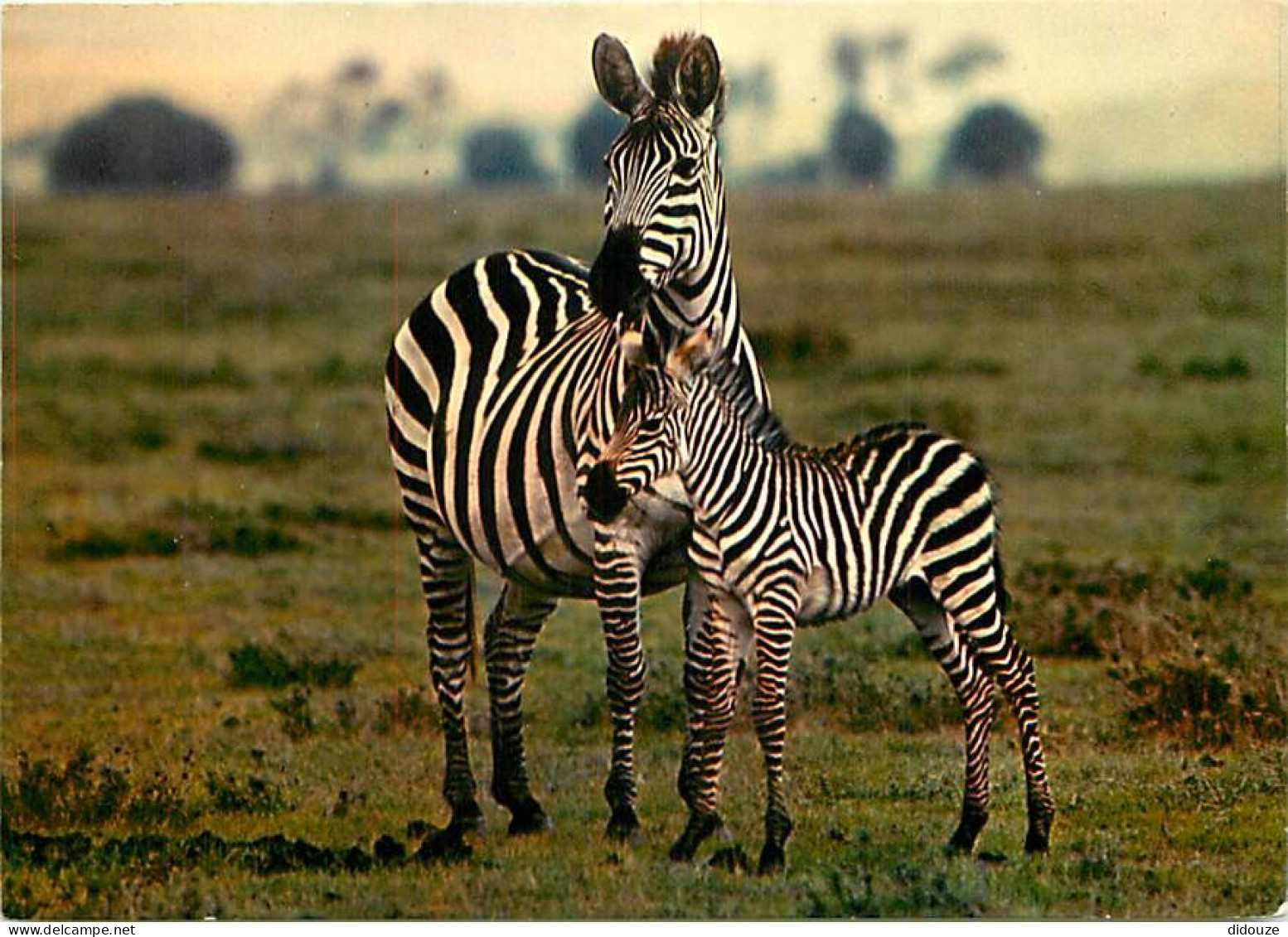 Animaux - Zèbres - Zoo De Douai La Fontaine - Petit - CPM - Carte Neuve - Voir Scans Recto-Verso - Cebras