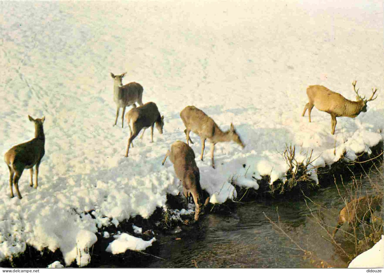 Animaux - Cervidés - Cerf Et Biches Près Du Ruisseau - Hiver - Neige - CPM - Carte Neuve - Voir Scans Recto-Verso - Autres & Non Classés