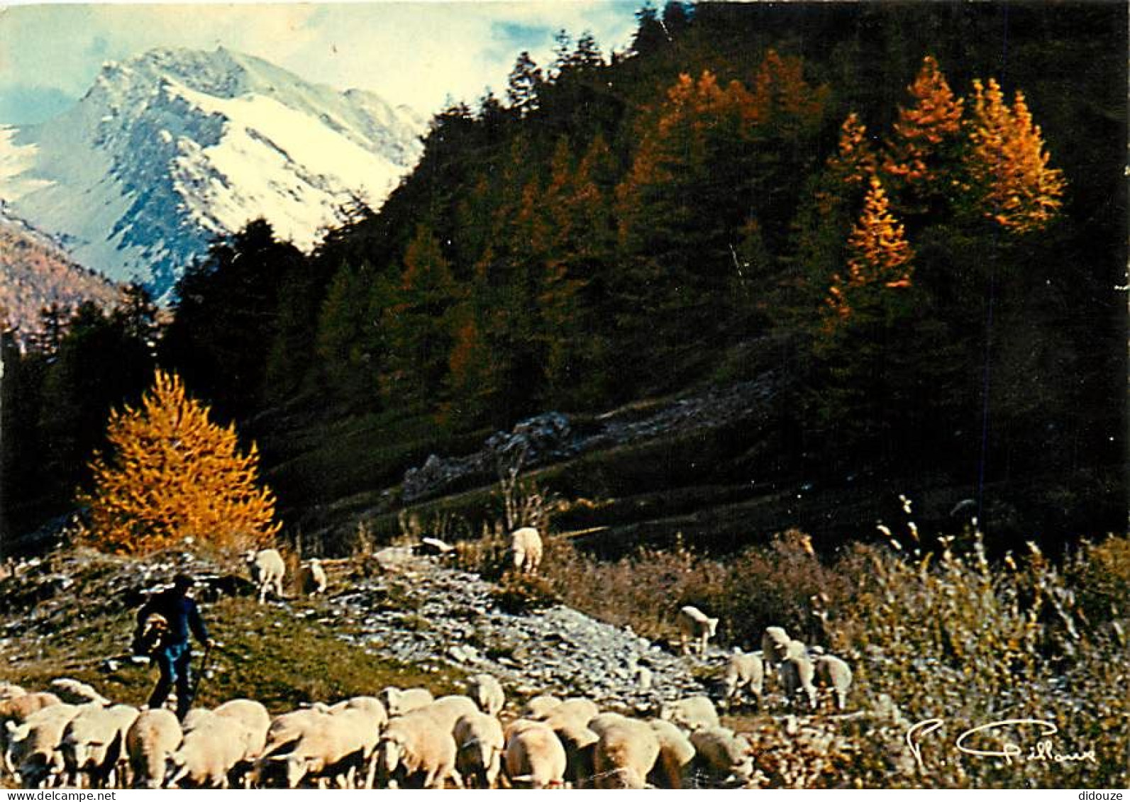 Animaux - Moutons - Images De La Vie Rurale - Rentrée Du Troupeau - CPM - Voir Scans Recto-Verso - Autres & Non Classés