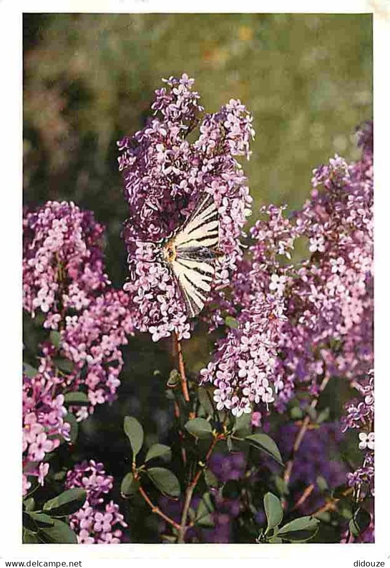 Animaux - Papillons - Fleurs - Carte Neuve - CPM - Voir Scans Recto-Verso - Farfalle