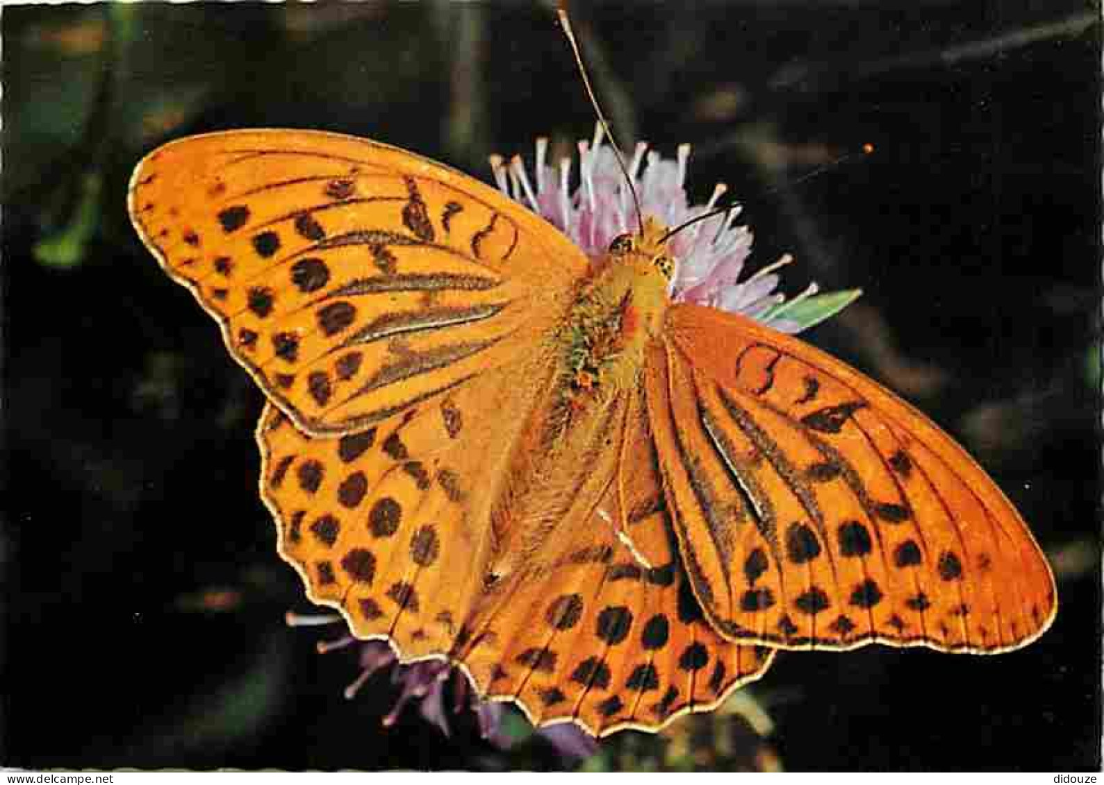 Animaux - Papillons - Kaisermantel - Argynnis Paphia Paphia L - Silver-washed Fritillary - Tabac-d'Espagne - Paarlemoerv - Papillons