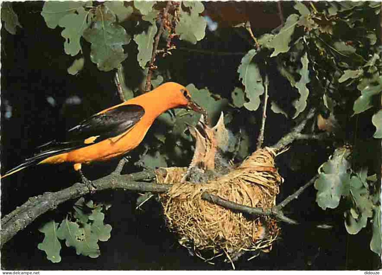 Animaux - Oiseaux - Loriot - Nid - Oisillons - CPM - Voir Scans Recto-Verso - Vögel