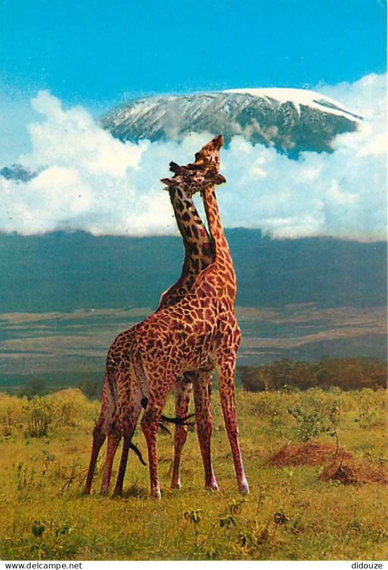 Animaux - Girafes - African Wildlife - Voir Timbre Du Kenya - CPM - Voir Scans Recto-Verso - Girafes